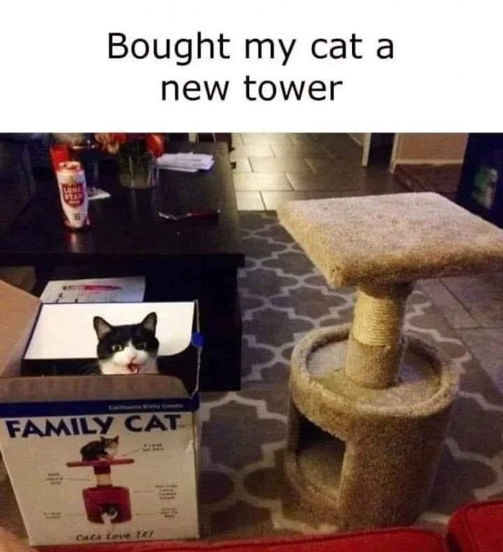 Funny Cat Memes