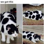 Funny Cat Memes