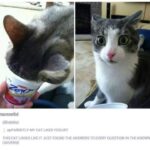 Funny Cat Memes