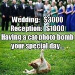 Funny Cat Memes