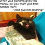 Funny Cat Memes