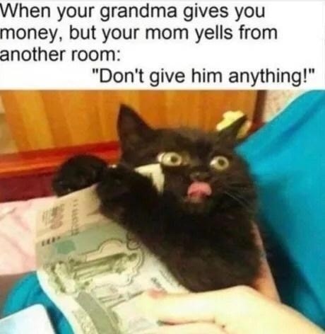 Funny Cat Memes