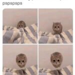 Funny Cat Memes