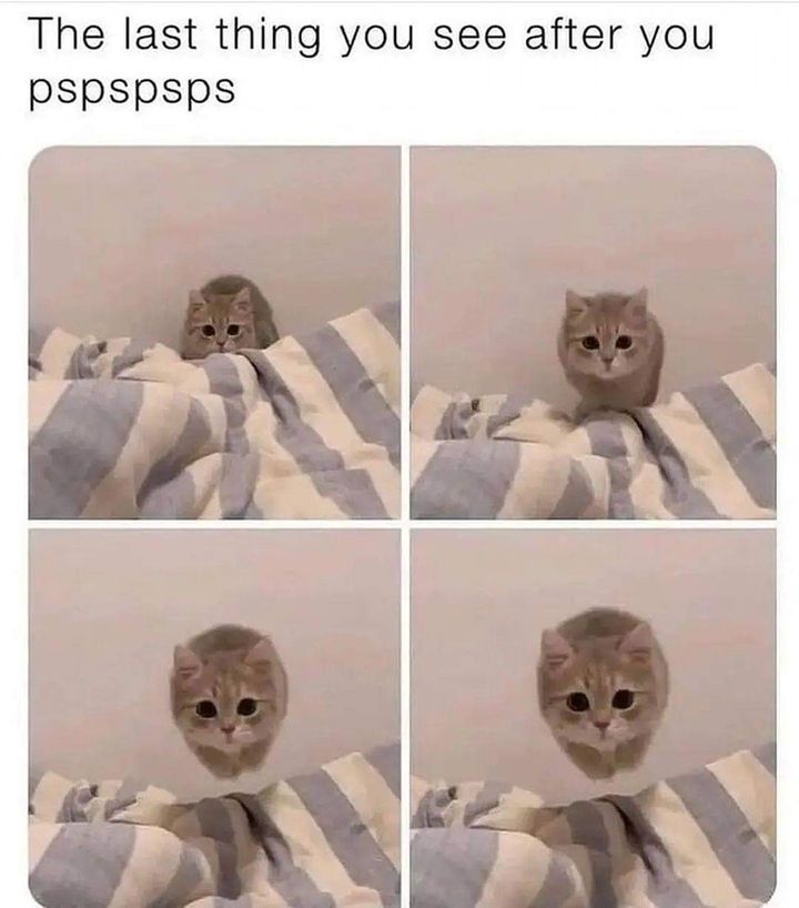 Funny Cat Memes