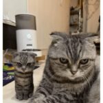 Funny Cat Memes