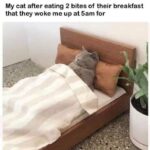 Funny Cat Memes