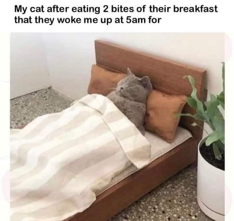 Funny Cat Memes