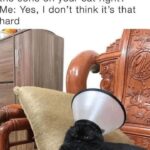 Funny Cat Memes