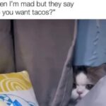 Funny Cat Memes