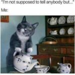 Funny Cat Memes