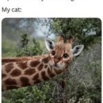 Funny Cat Memes