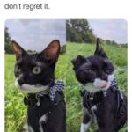 Funny Cat Memes