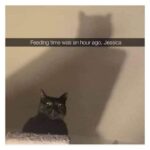 Funny Cat Memes