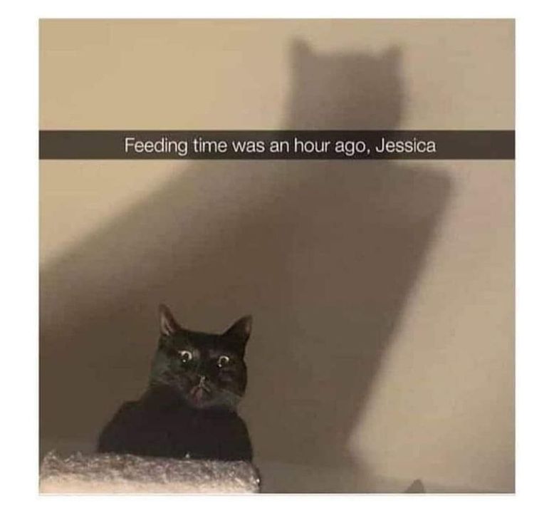 Funny Cat Memes