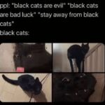 Funny Cat Memes