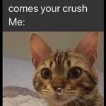 Funny Cat Memes