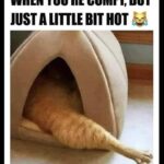 Funny Cat Memes