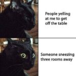 Funny Cat Memes