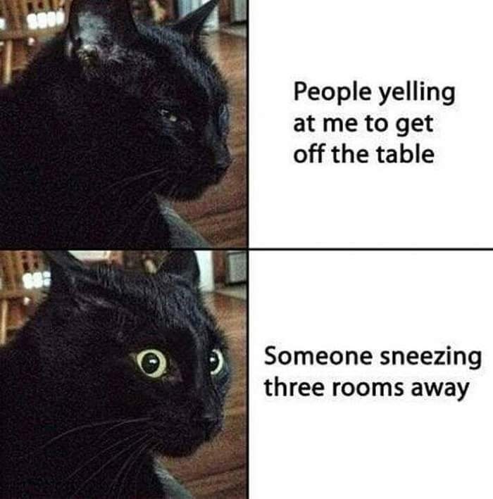 Funny Cat Memes