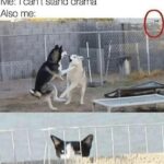 Funny Cat Memes