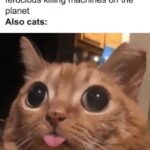 Funny Cat Memes