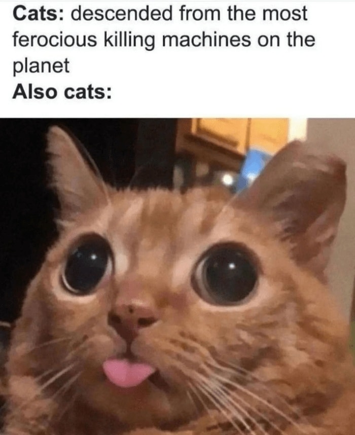 Funny Cat Memes