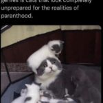 Funny Cat Memes