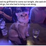 Funny Cat Memes