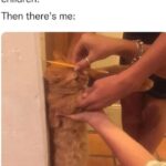 Funny Cat Memes