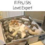 Funny Cat Memes