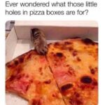 Funny Cat Memes