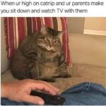 Funny Cat Memes