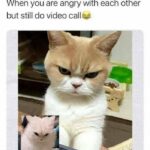 Funny Cat Memes