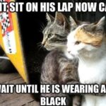 Funny Cat Memes