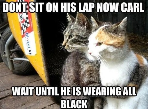 Funny Cat Memes