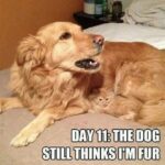 Funny Cat Memes