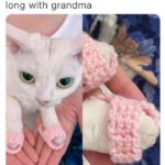 Funny Cat Memes