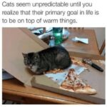 Funny Cat Memes