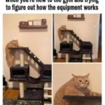 Funny Cat Memes