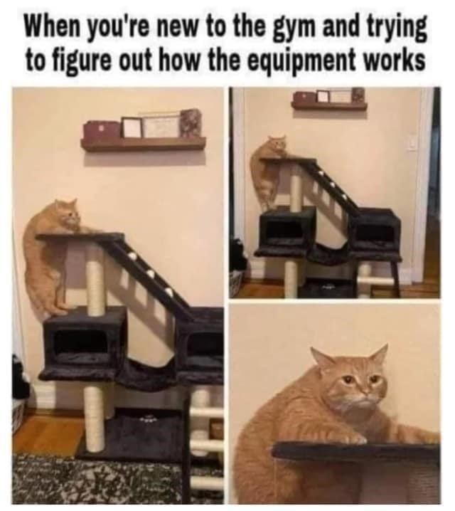 Funny Cat Memes