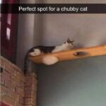 Funny Cat Memes