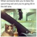 Funny Cat Memes