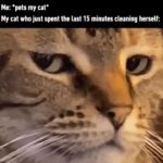 Funny Cat Memes