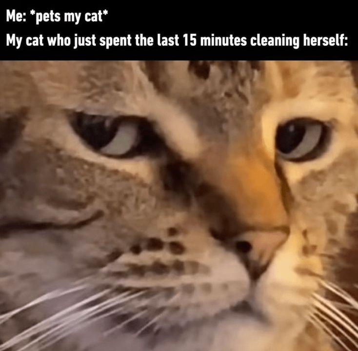 Funny Cat Memes