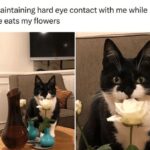 Funny Cat Memes