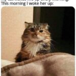 Funny Cat Memes