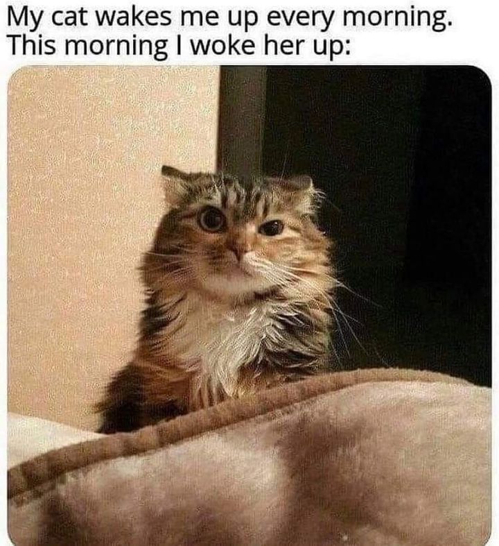 Funny Cat Memes