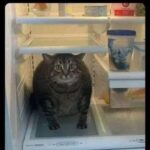 Funny Cat Memes