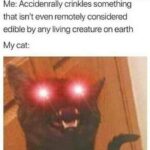 Funny Cat Memes