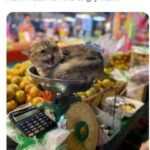 Funny Cat Memes